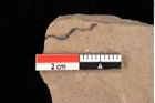 Foto (Detailansicht) von Phragmites oeningensis Braun (NHMW-GEO-2024-0188-0373)